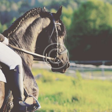 Are Riders Too Heavy for Their Horses?