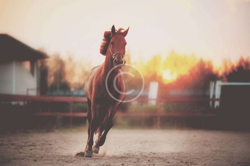 Designing Jumps to Prevent Horse Accidents